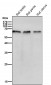 Anti-TRAF6 Rabbit Monoclonal Antibody